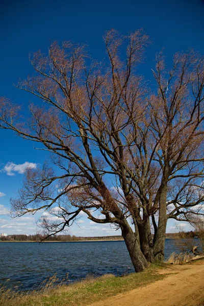 Vecchio Albero Vicino Lago — Foto Stock