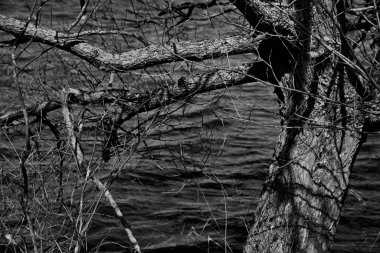 Rusya 'da eski bir ağacın yosunlu dalları.