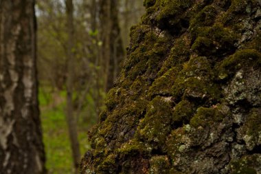 Yaşlı bir ağacın yosunlu gövdesi.