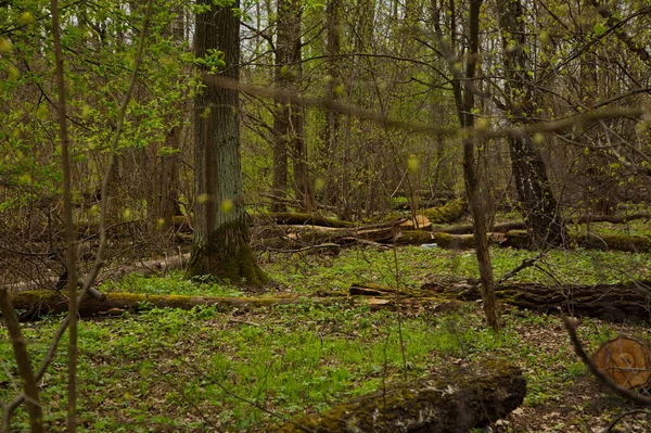 Wiosenny Las Natura Się Budzi — Zdjęcie stockowe