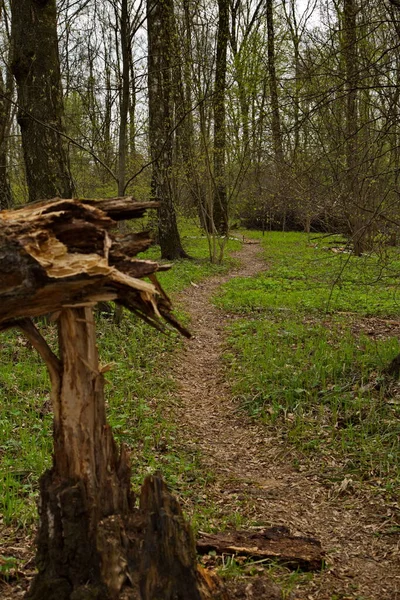 Umgestürzte Birke Bäume Sterben Jung — Stockfoto