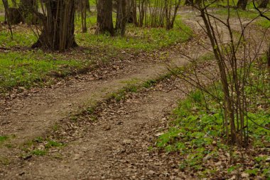 Bahar ormanında köy yolu.