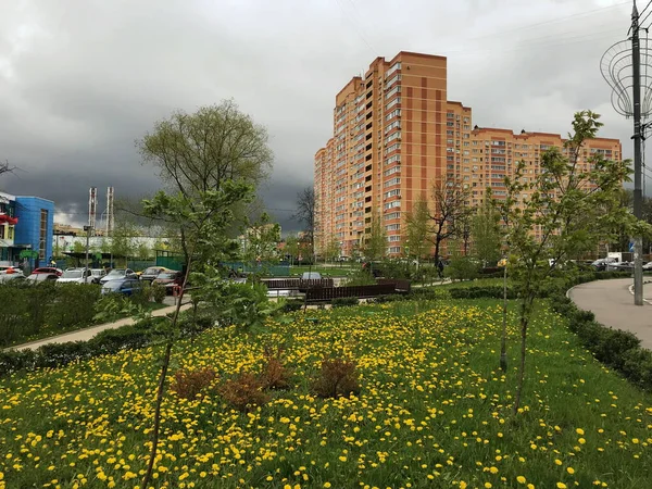 Blooming Dandelions City Lawn — Stock Photo, Image