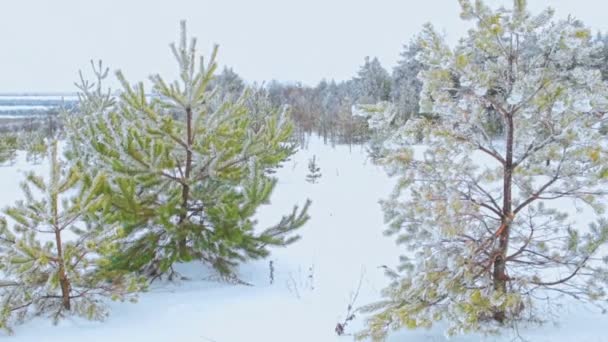 Běh na lyžích v přírodě — Stock video