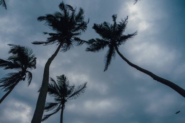 palmiye ağaçları ile Hindistan cevizi Sri Lanka