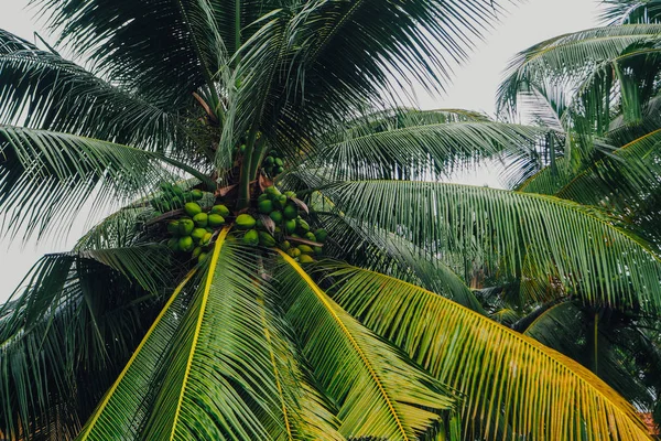 palmiye ağaçları ile Hindistan cevizi Sri Lanka