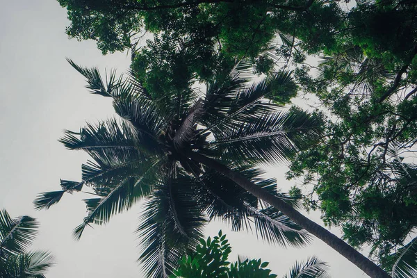 palmiye ağaçları ile Hindistan cevizi Sri Lanka