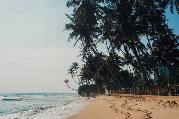 tatil tropikal tatil arka plan - cennet pastoral plaj. Sri lanka
