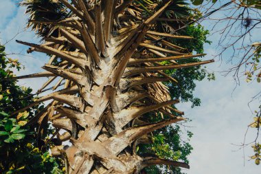 Palmiye ağacını kapat