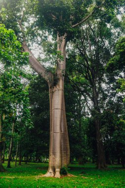 Baobab alley, Madagaskar