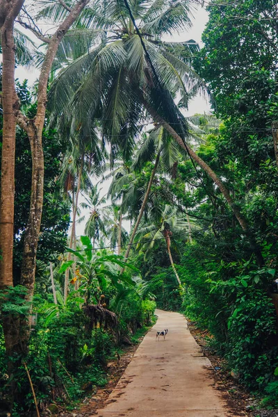palmiye ağaçları ile Hindistan cevizi Sri Lanka