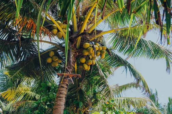 Çok uzun boylu Florida palmiye ağacı