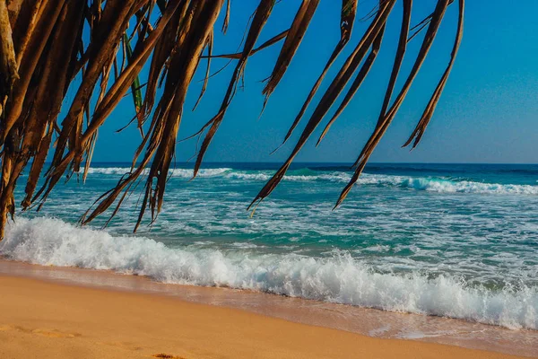 tatil tropikal tatil arka plan - cennet pastoral plaj. Sri lanka