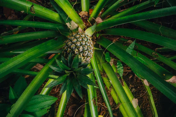 palmiye ağaçları ile Hindistan cevizi Sri Lanka