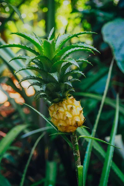 Malý ananas ananas, tropická rostlina, jedlé plody, roste od jeho mateřský závod. — Stock fotografie