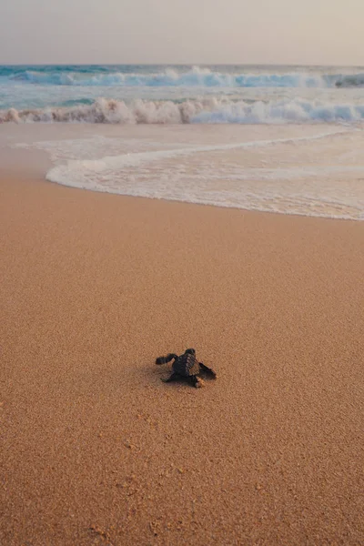 Małe żółwie podkład do oceanu Zdjęcia Stockowe bez tantiem