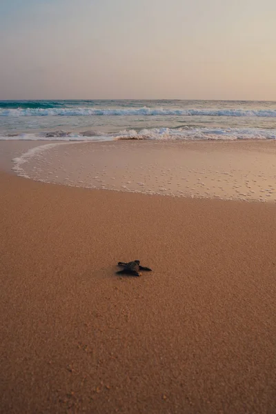 Małe żółwie podkład do oceanu Obrazek Stockowy