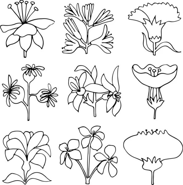 Hand drawn vector flower illustrations 2 — 스톡 벡터