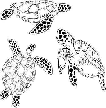 vektör deniz kaplumbağası el çizimleri