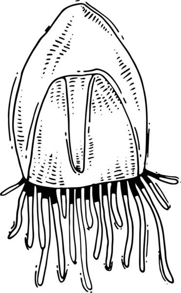 Vektor kézzel húzott medúza rajz — Stock Vector
