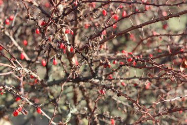 Sonbahar bahçesinde böğürtlen çalısı