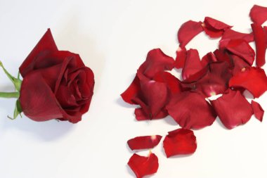 Sevgililer gününde sevgililer için gül yaprakları