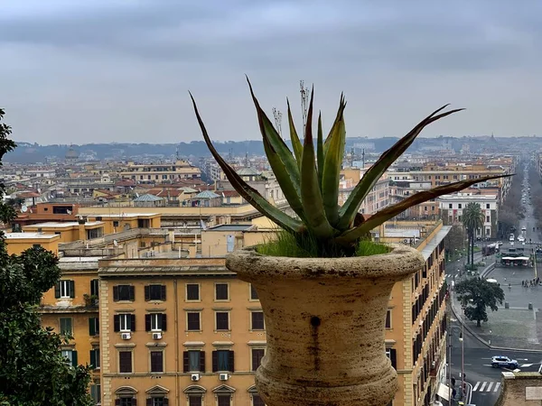 ローマの偉大さを背景にした普通のローマの花 — ストック写真