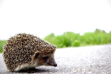 hüzünlü kirpi, güneşli bir günde yürür karşıdan karşıya