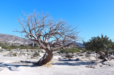 Elafonisi Sahili Yunanistan Girdisi
