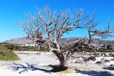 Elafonisi Sahili Yunanistan Girdisi