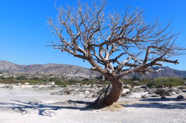 Elafonisi Sahili Yunanistan Girdisi