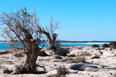 Elafonisi Sahili Yunanistan Girdisi