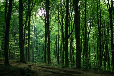 Belgrad Orman İstanbul / Türkiye