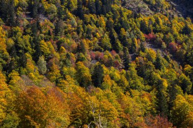 Sonbahar orman manzarası