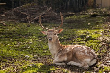 Geyik parkta yatıyor.