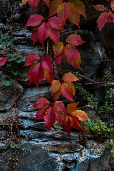 Rot und orange Blätter — Stockfoto