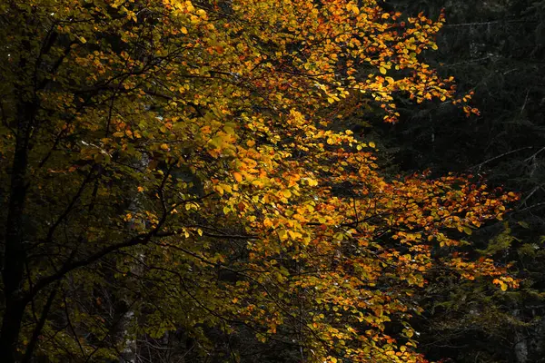 Bunte Blätter im Herbst — Stockfoto