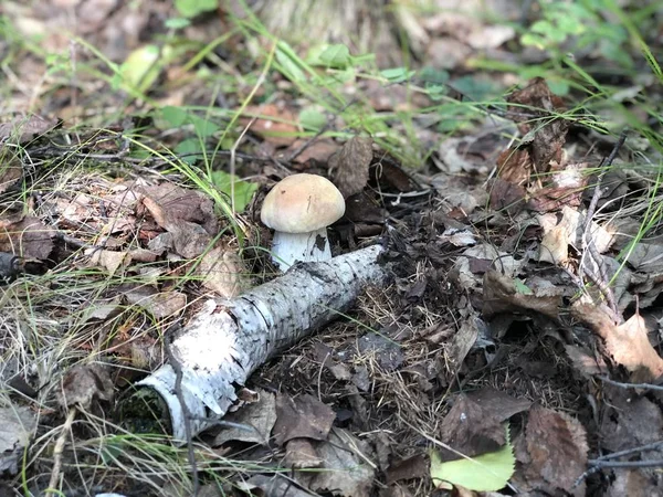 Boletus Στο Δάσος Ανάμεσα Στο Φύλλωμα — Φωτογραφία Αρχείου