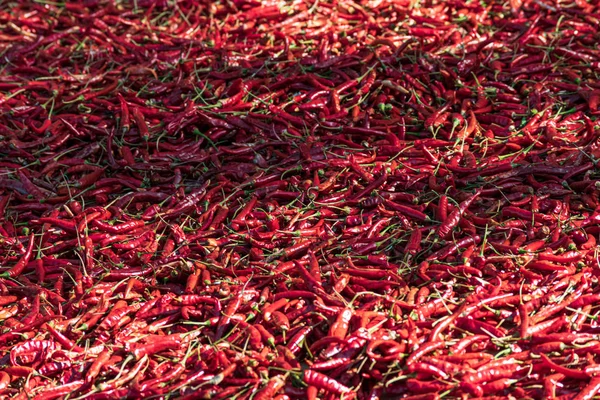 Séchage Piments Rouges Ardents Soleil Dans Campagne Birmane — Photo