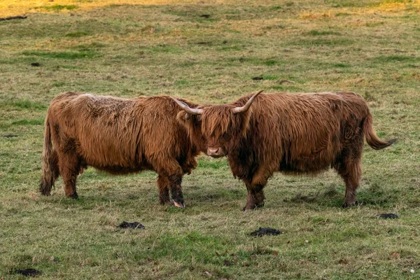 Deux Vaches Des Highlands Dans Une Pose Insolite — Photo