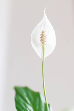 Beyaz bir Barış Zambağı 'na yakın plan. Tür: Spatthiphyllum cochlearispathum