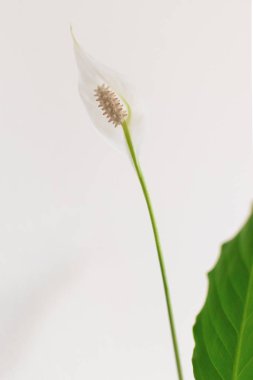 Beyaz bir Barış Zambağı 'na yakın plan. Tür: Spatthiphyllum cochlearispathum