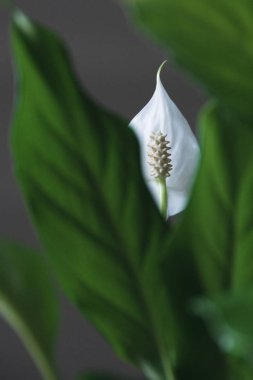 Koyu yeşil arka planda beyaz bir Barış Zambağı detayı var. Tür: Spatthiphyllum cochlearispathum
