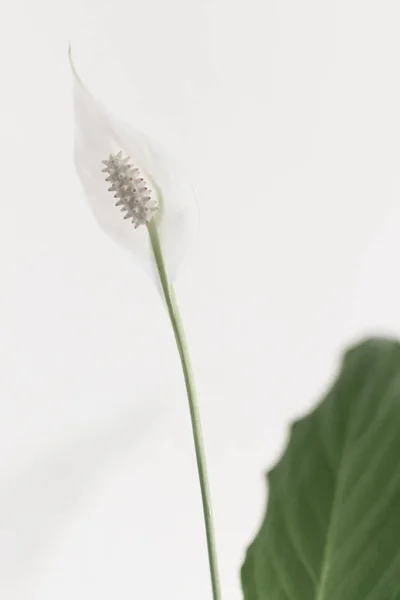 Крупный План Белой Лилии Мира Ярком Фоне Вид Spathiphyllum Cochlearispathum — стоковое фото