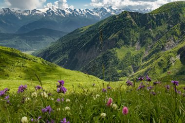 Dağ manzaralı ve kır çiçekleriyle yeşil Gürcü çayırı. Yukarı Svaneti, Georgia.