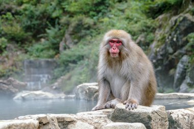 Jigokudami Maymun Parkı, Nagano, Japonya 'daki kaplıcalarda banyo yapan iki bebek makak..