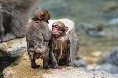 Jigokudami Maymun Parkı, Nagano, Japonya 'daki kaplıcalarda banyo yapan iki bebek makak..