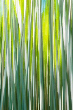 Bulanık bambu ormanlarının arka planı.