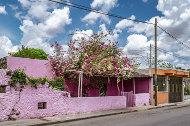 Valladolid, Yucatan, Meksika - 18 Nisan 2017: Dışarıda büyüyen Bougainvillea çalısı ile parlak pembe bina.