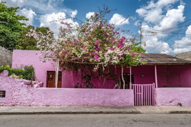 Valladolid, Yucatan, Meksika - 18 Nisan 2017: Dışarıda büyüyen Bougainvillea çalısı ile parlak pembe bina.